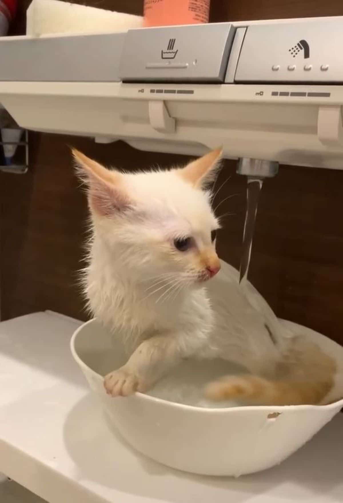 white kitten sitting in a water-filled white bowl with the bowl getting filled with more water by a tap