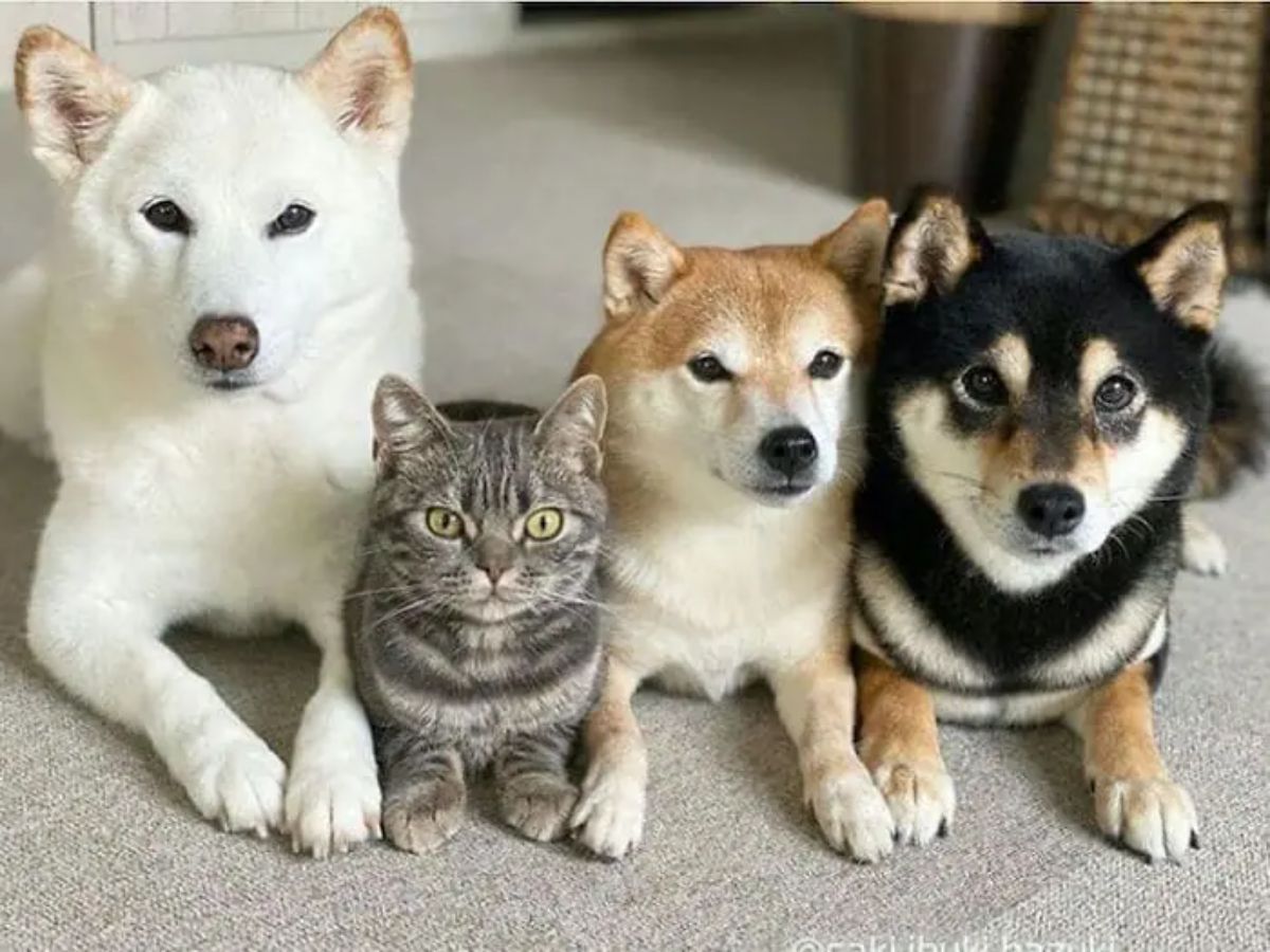 white shiba inu grey tabby brown and black shiba inus laying on the floor in a row