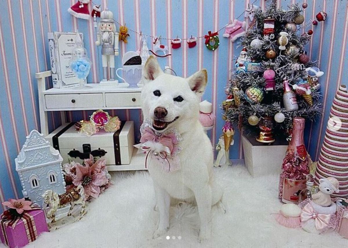 white shiba inu in a christmas-themed decorated room