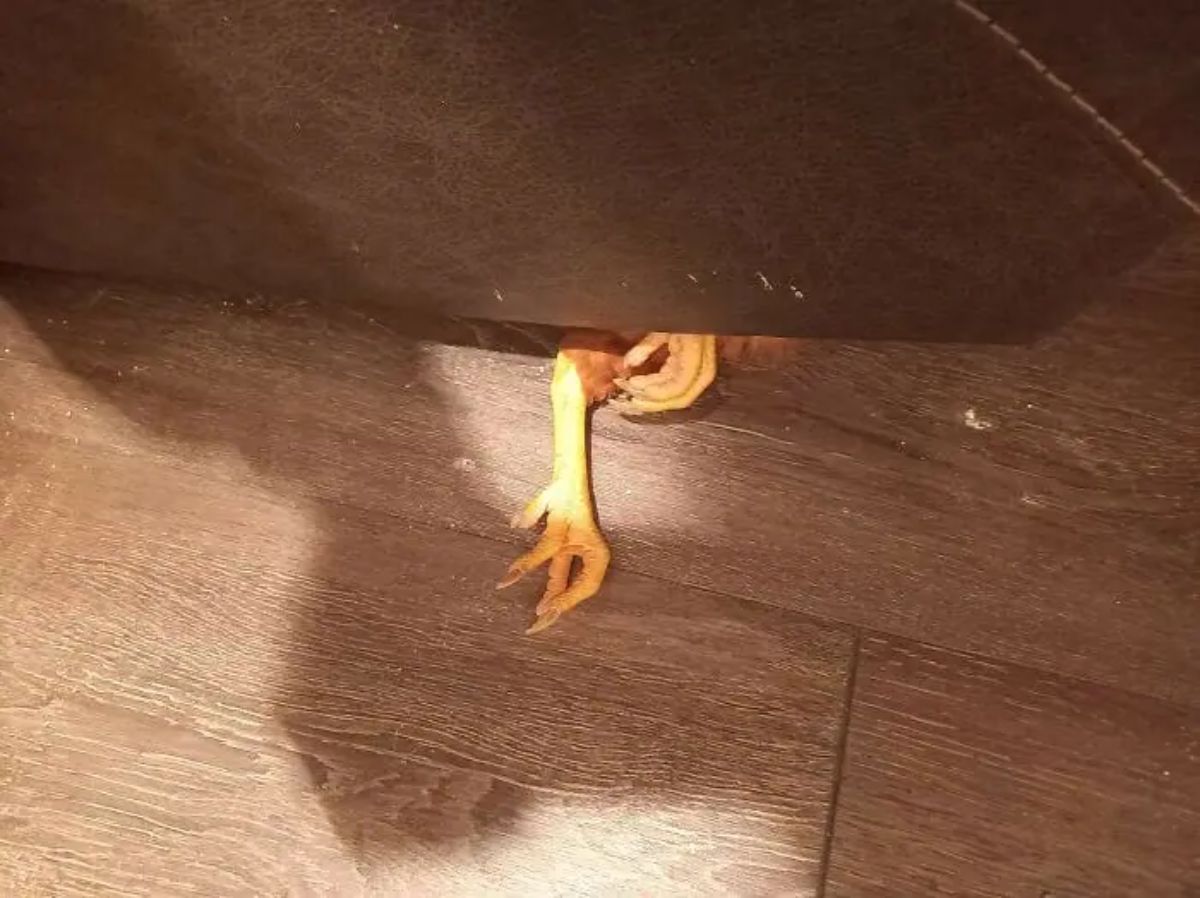 yellow chicken legs sticking out from under a brown sofa