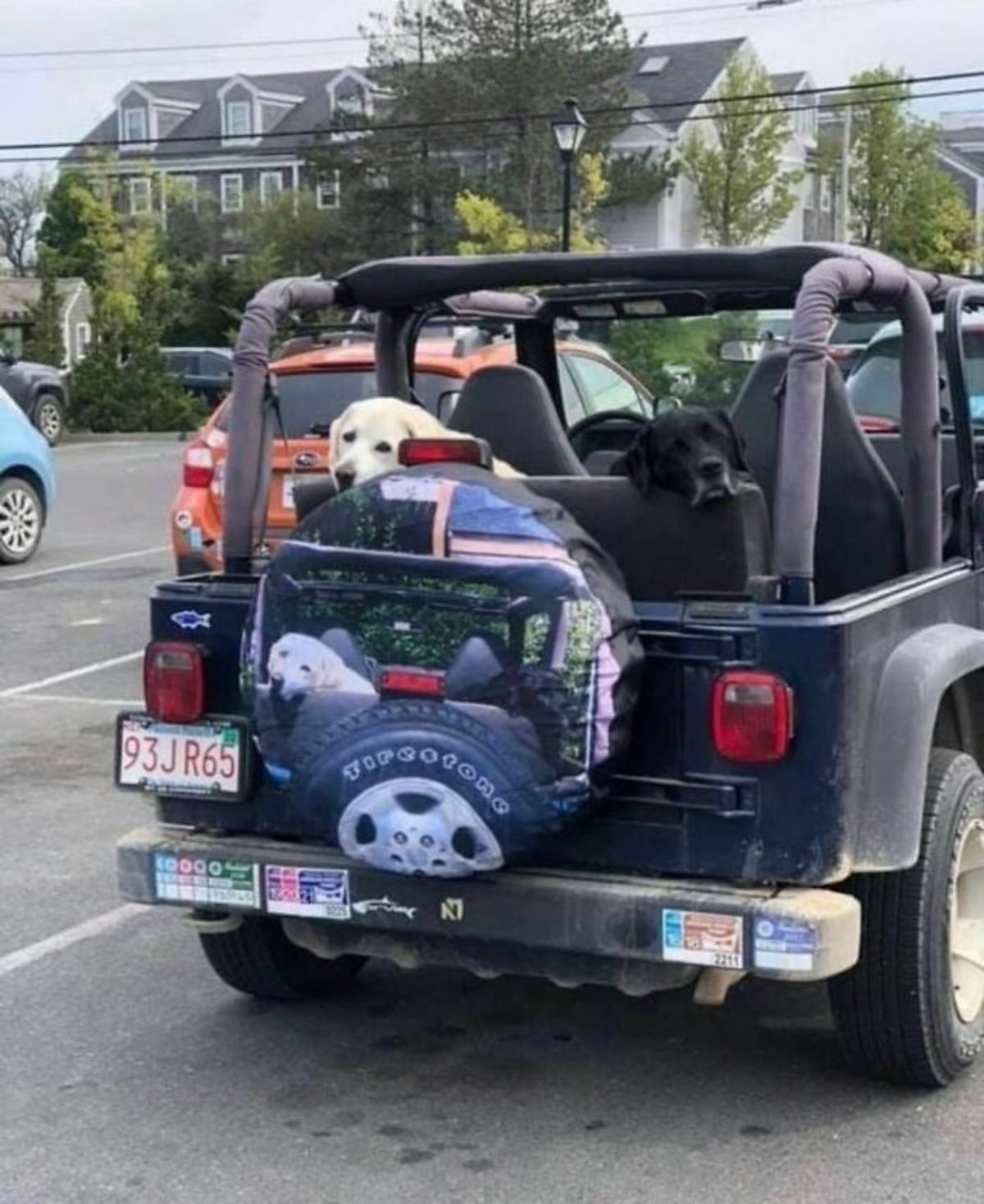yellow labrador and black dog in the back of a jeep with a photo of them posing exactly like this on the tire cover at the back