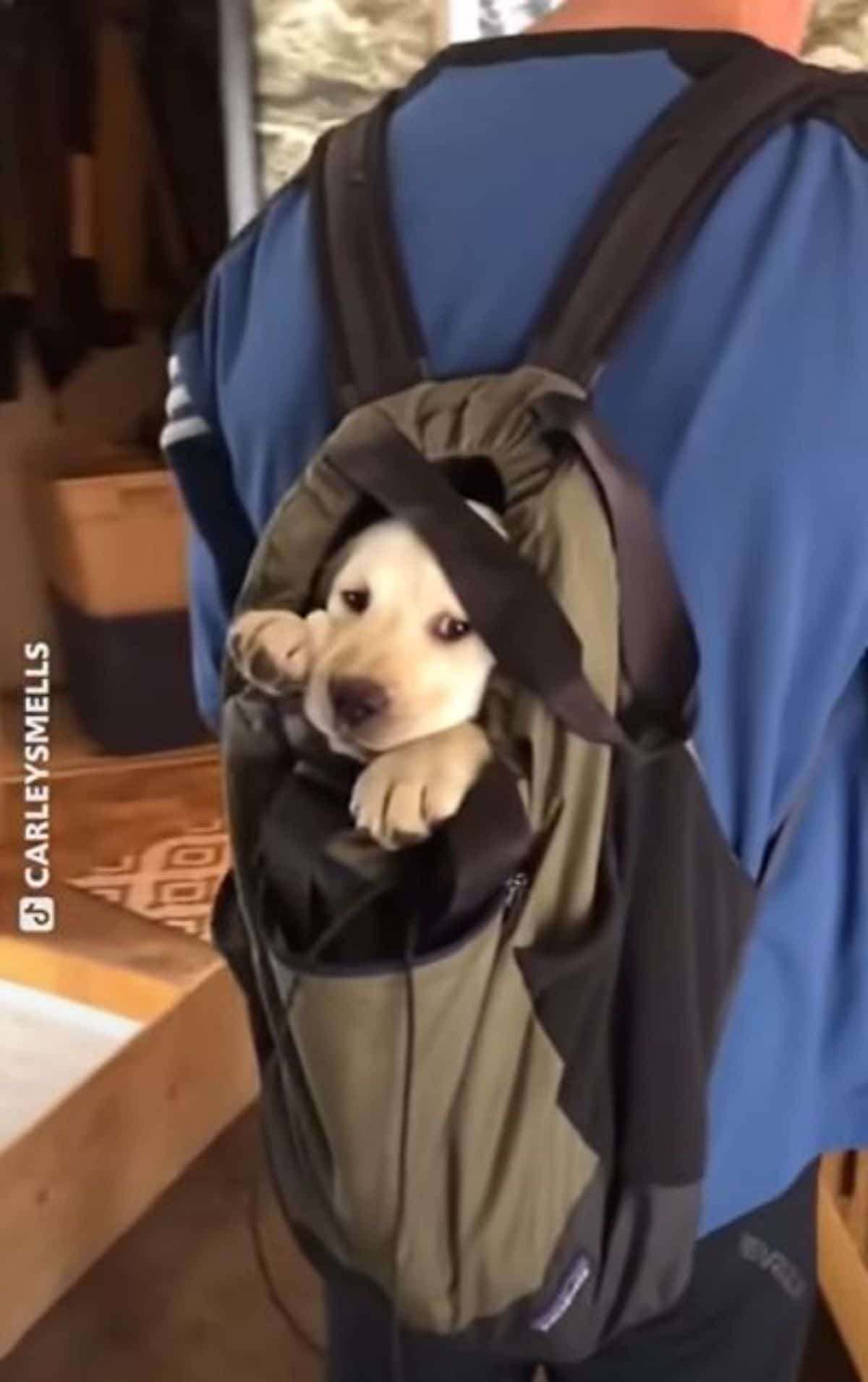 yellow labrador puppy inside a green backpack looking out and the backpack is being worn by someone wearing blue