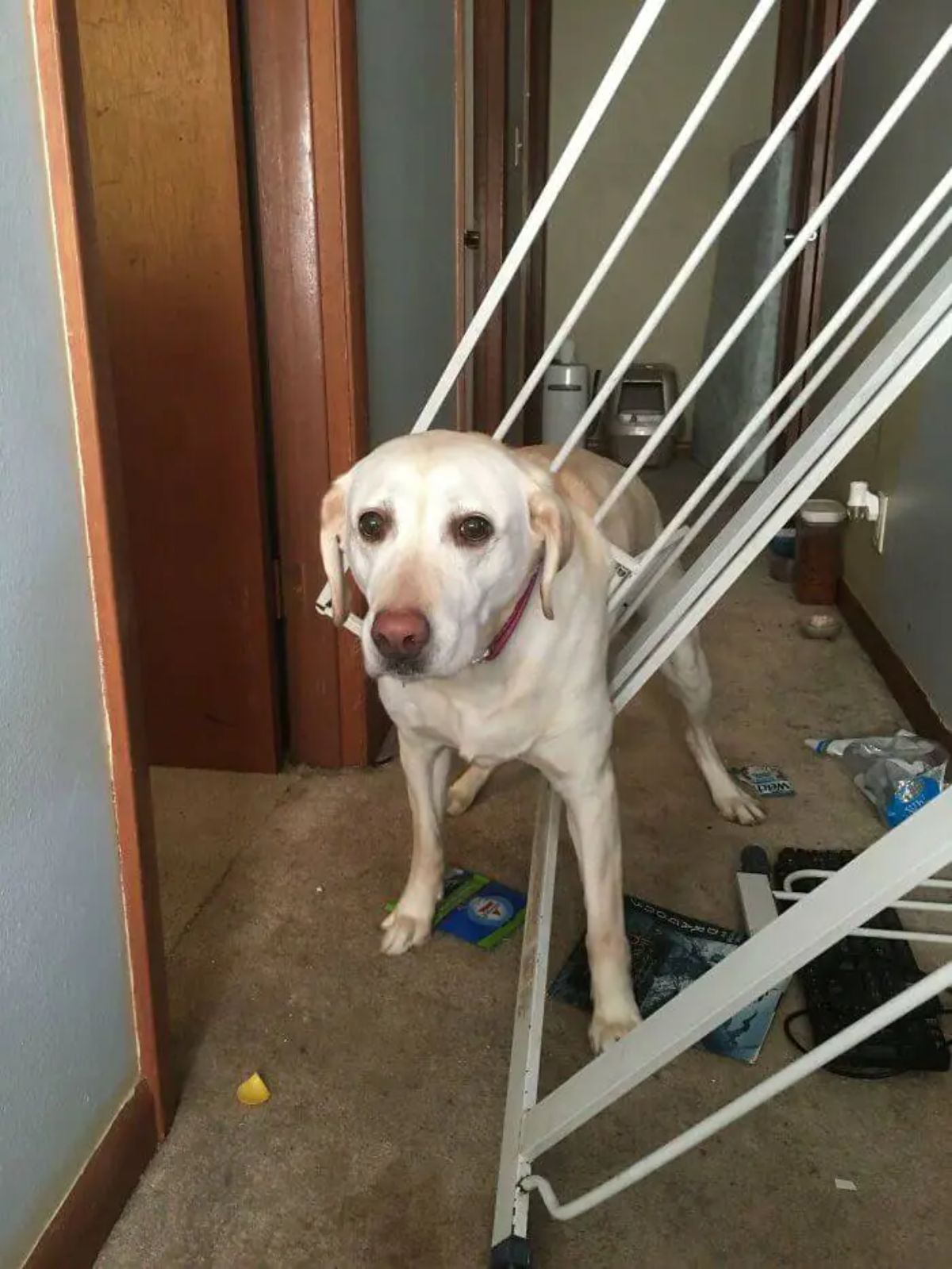 yellow labrador retriever stuck in a white baby gate in a hallway