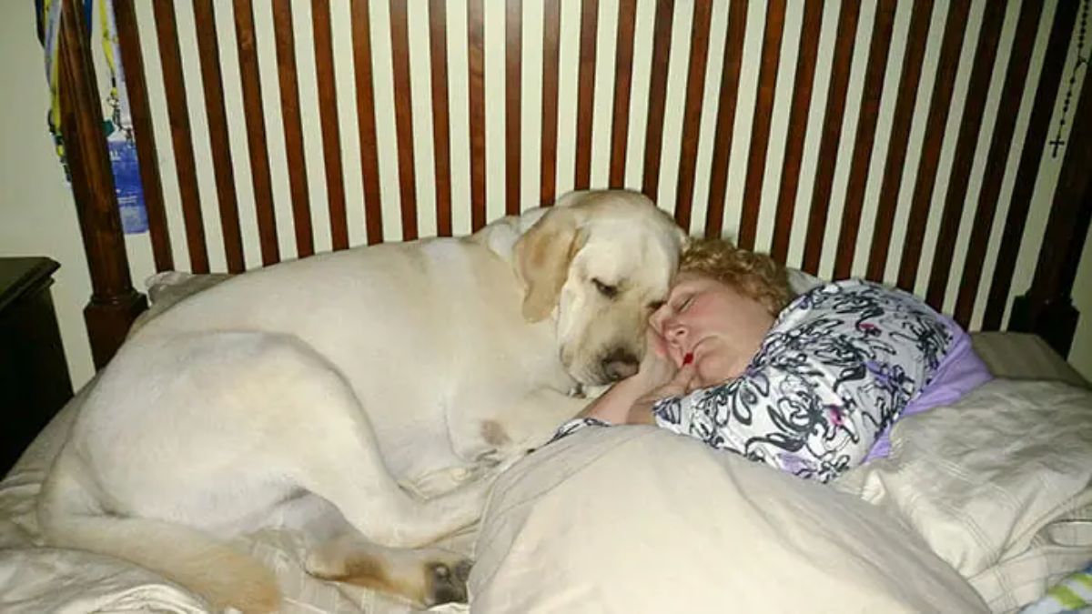 yellow labrador sleeping on a pillow next to a woman on a bed