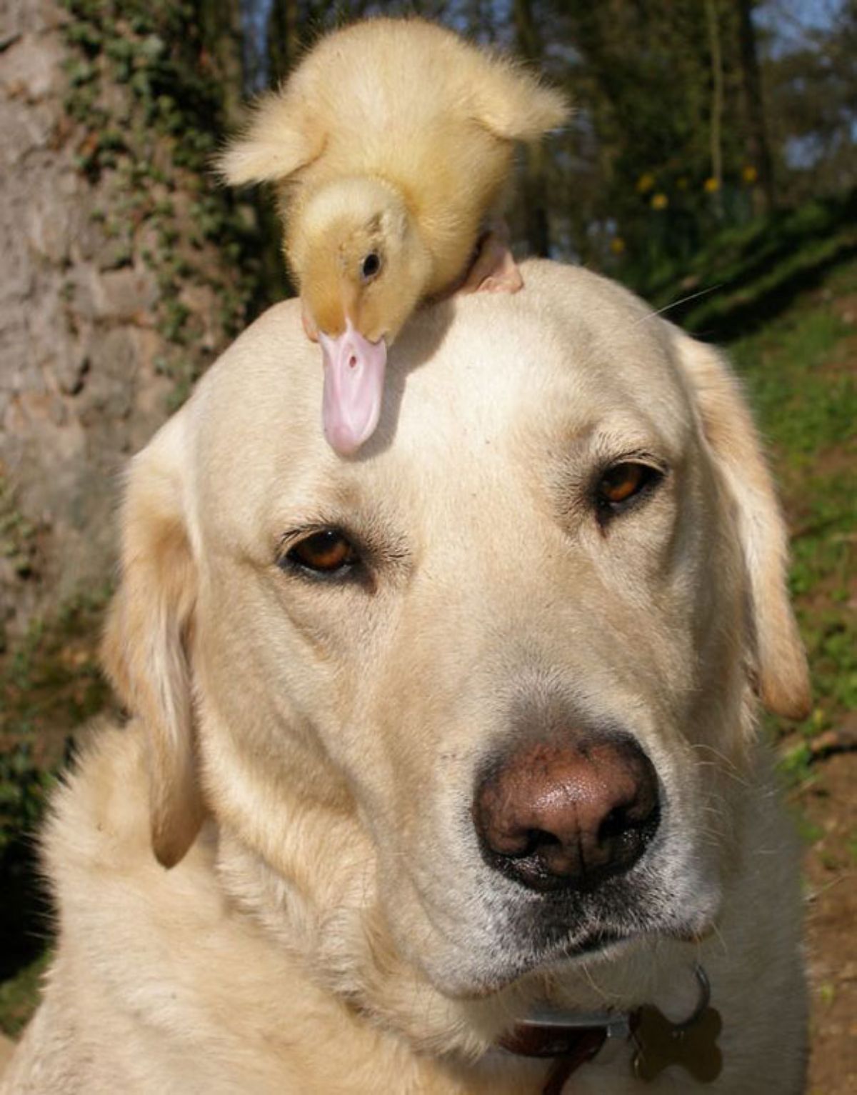 yellow labrador with a yellow duckling on its head