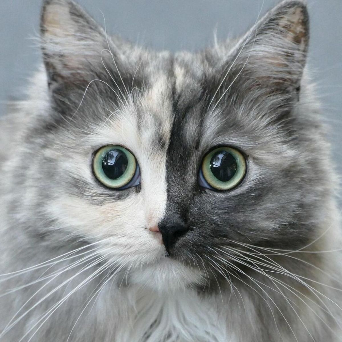 close up of fluffy cat with right side of face being grey and left side being black