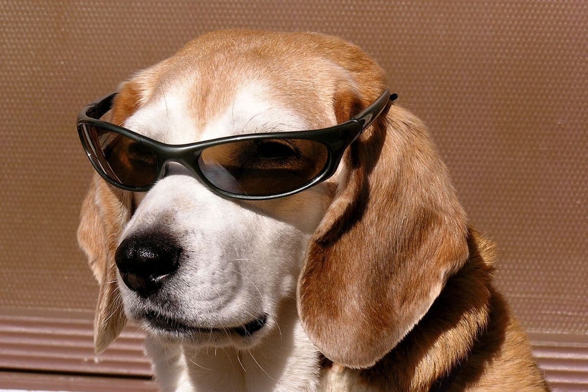 Cool looking Beagle with sunglasses
