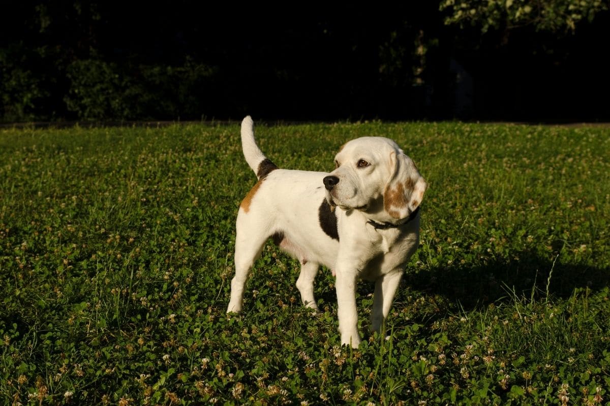 Female Beagle staning on grass field