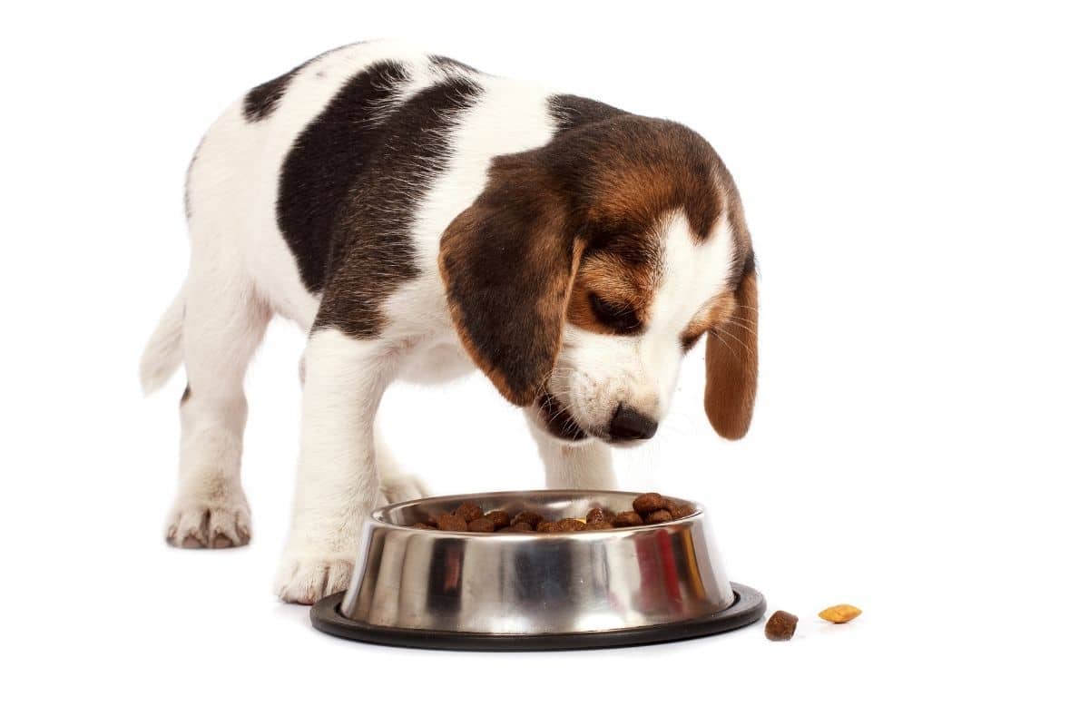 Tri-color Beagle puppy eating food