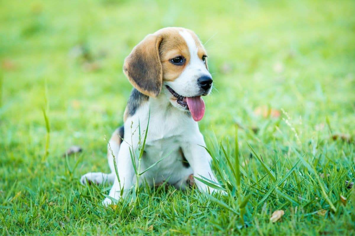 Small Beagle puppy with tongue out sitting on grass