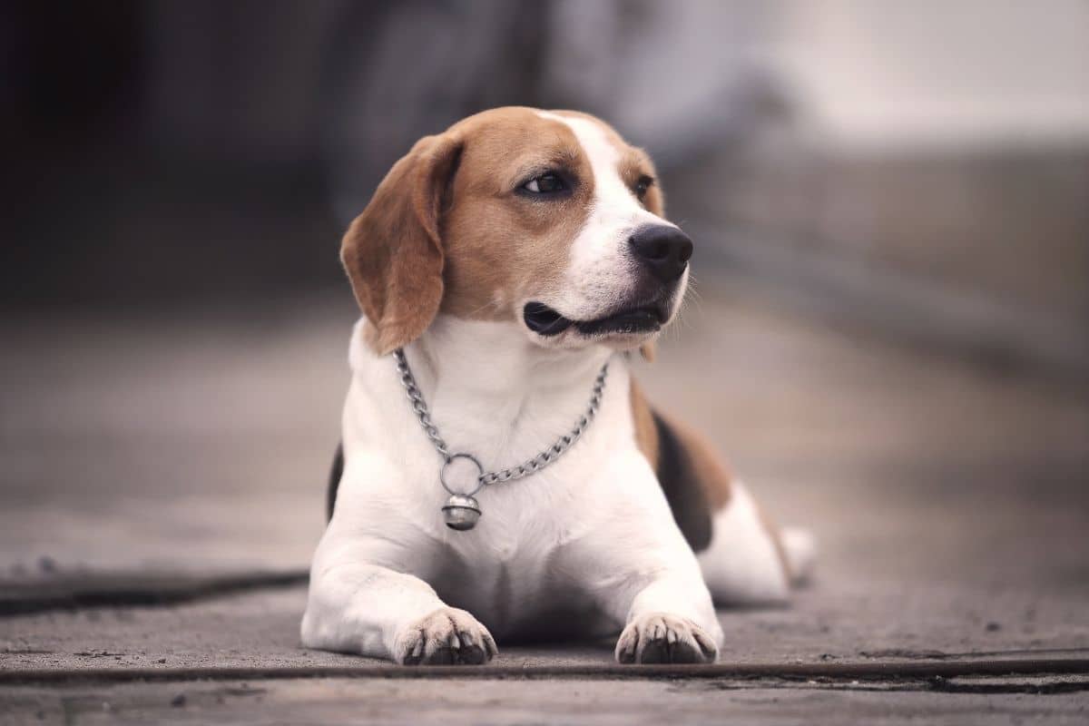 Beagle dog sitting on concrete road