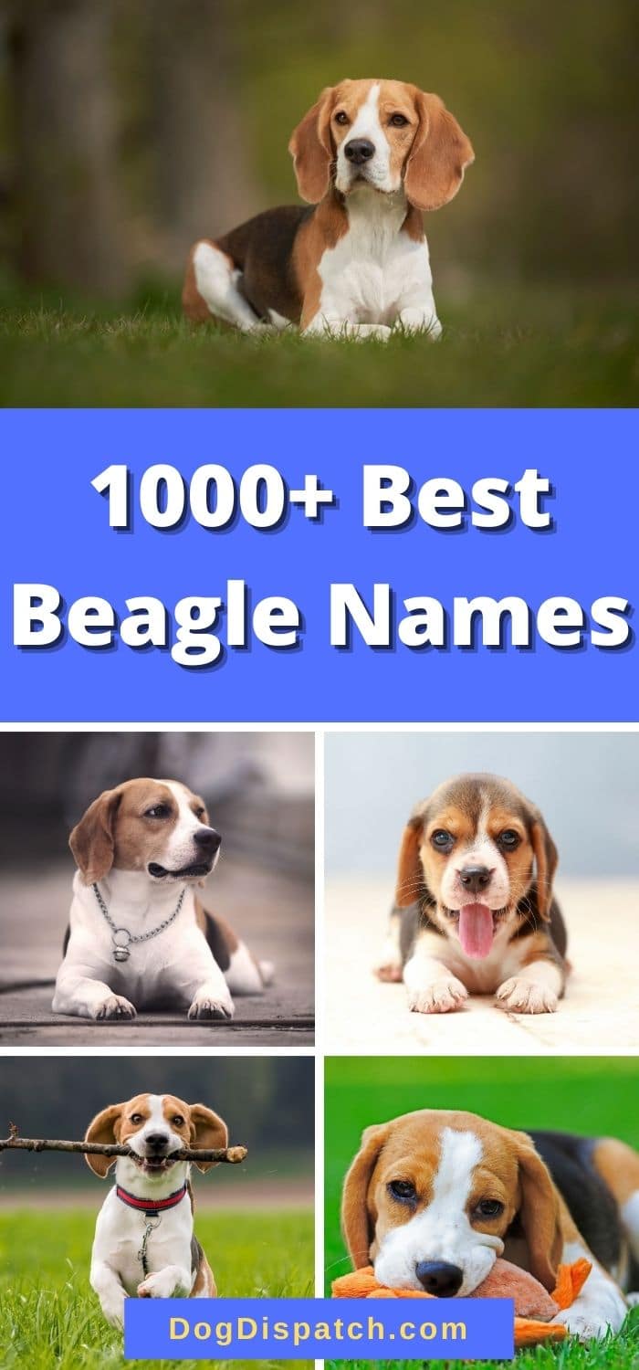 1000+ Best Beagle Names (2022 Updated) - Dog Dispatch