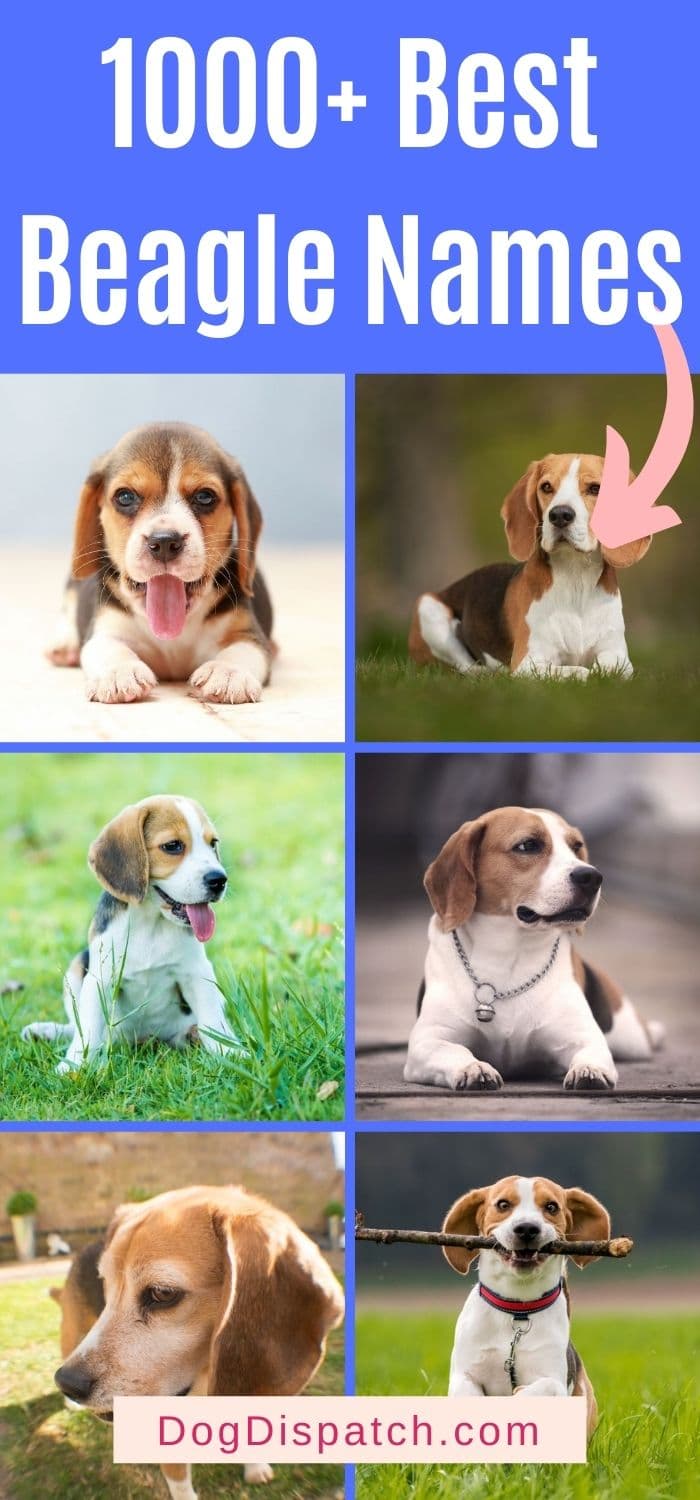 1000+ Best Beagle Names (2022 Updated) - Dog Dispatch