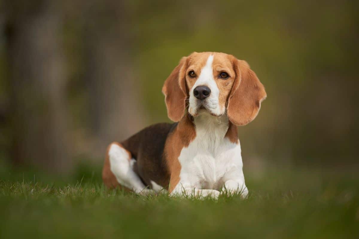 Tri-color Beagle lying on grass