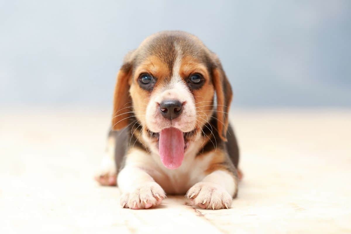 Smiling Beagle pup sitting on ground