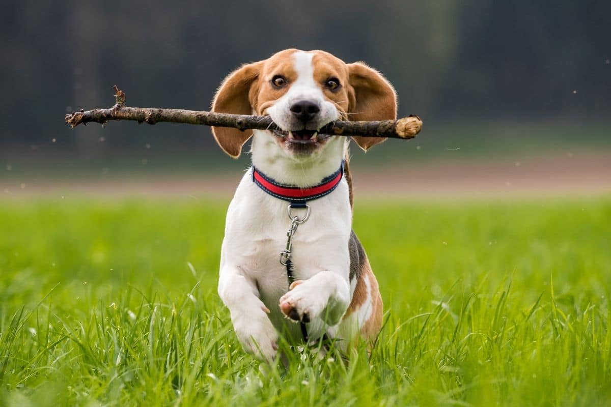 Running Beagle with stick in motuh on grass field
