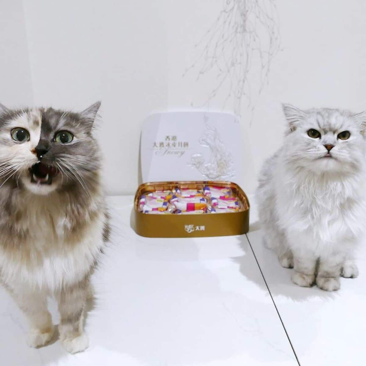 fluffy cat with right side of face being grey and left side being black and whtie and grey fluffy cat with a box of sweets between them