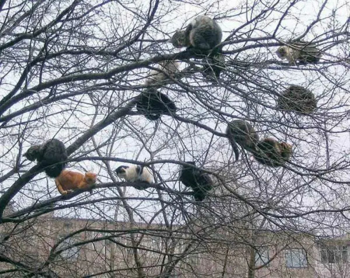 12 cats sitting on branches in a tall tree with no leaves