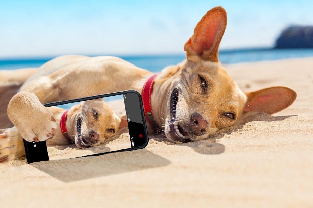 SMal lbrown dog holding smartphone with his photo on beach