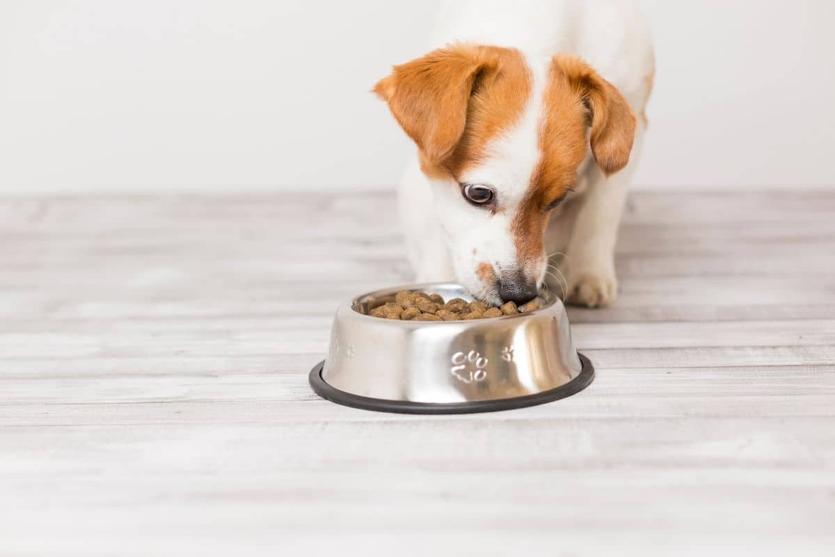 Small puppy eating food from bowl