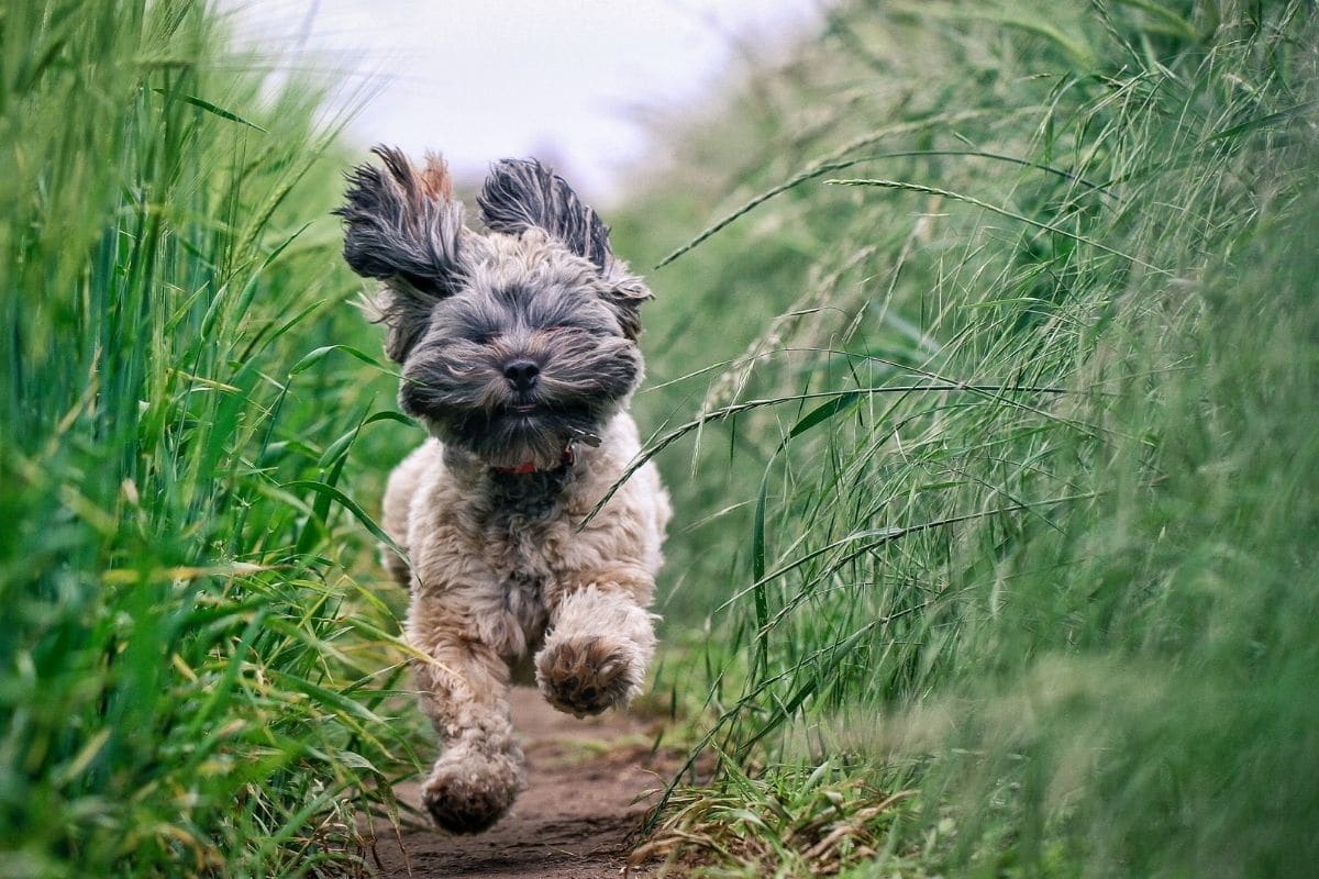 Small funny dog running on pathway between grass