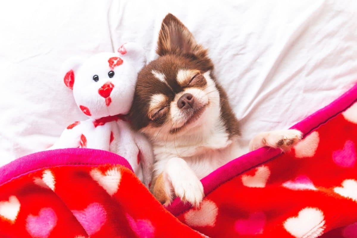Tiny Chihuahua sleeping in bed with toy