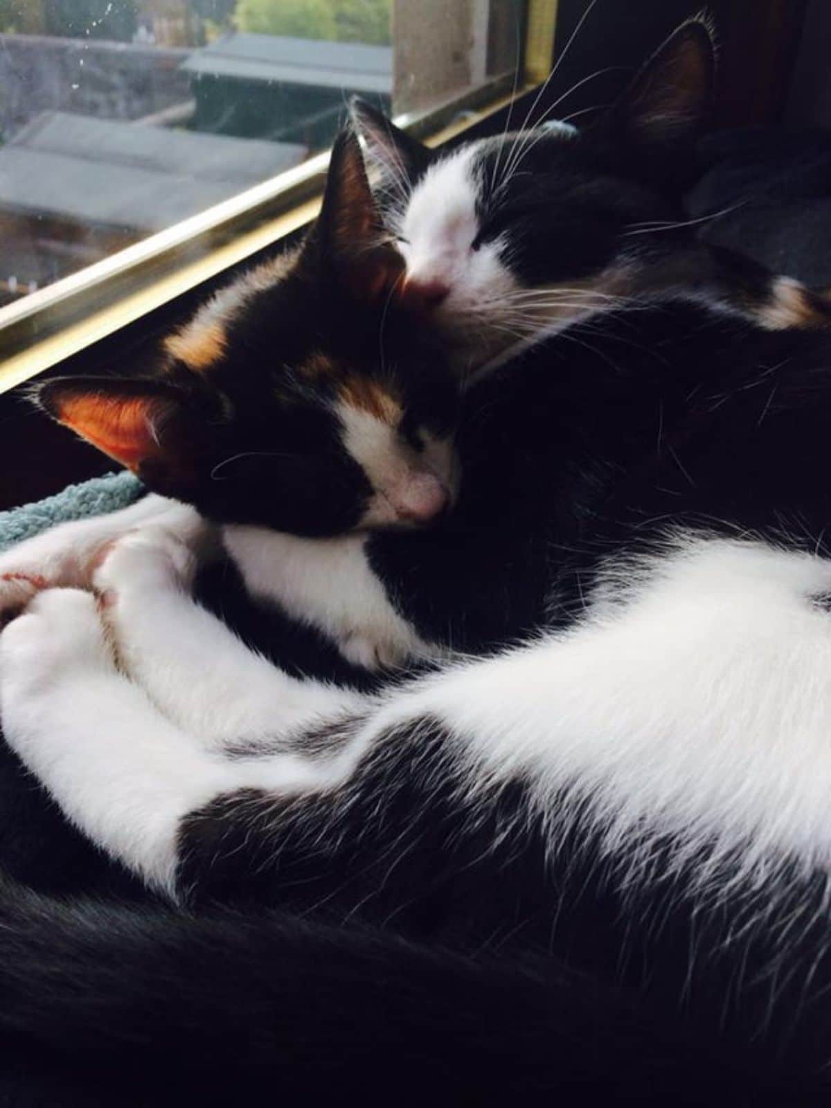 2 black and white cats cuddled up together