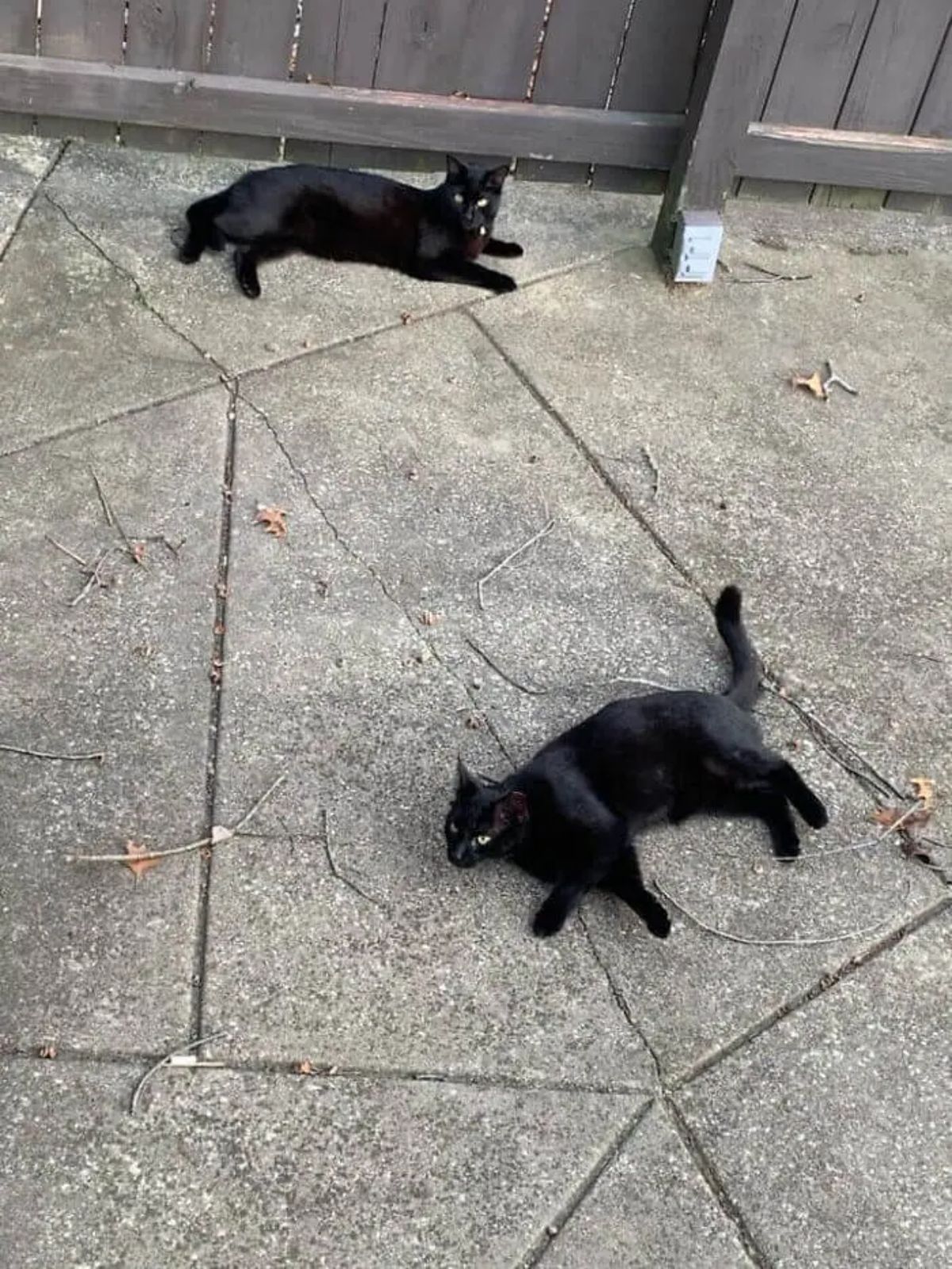 2 black cats laying on the ground a little away from each other