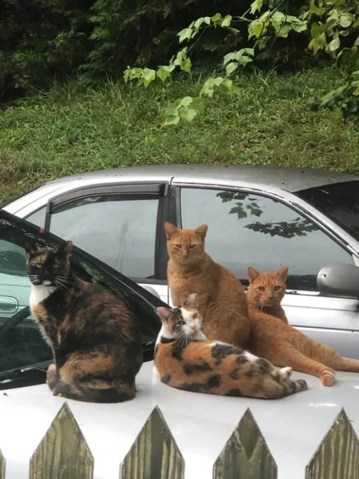 2 black orange and white cats and 2 orange cats on a white vehicle looking at the camera