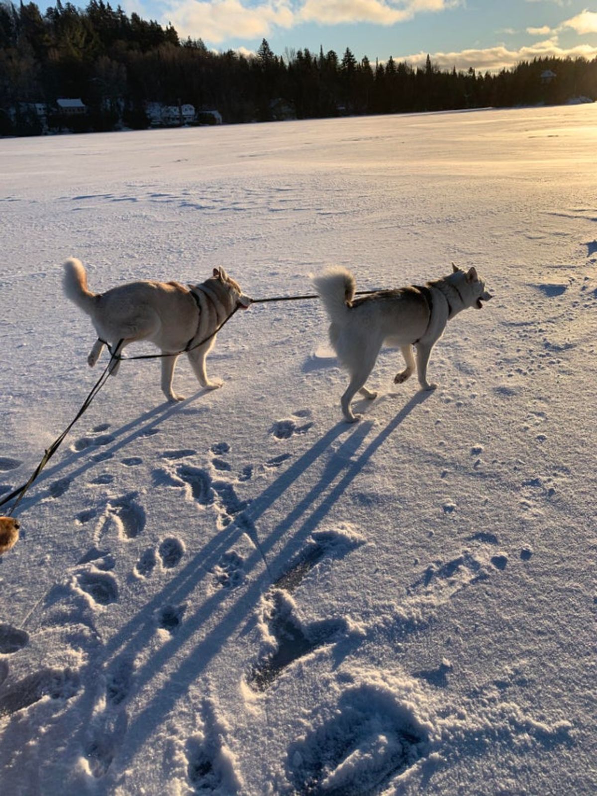 2 brown and white huskies walking on snow connected to each other by a rope and the second dog has its back legs tangled in the rope and the legs are lifted off the ground