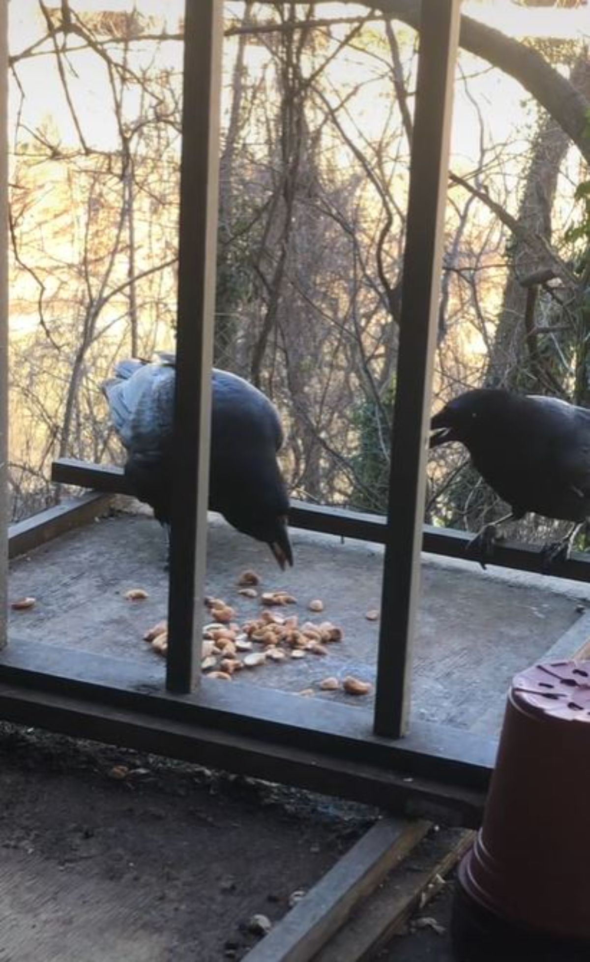2 crows eating cashews