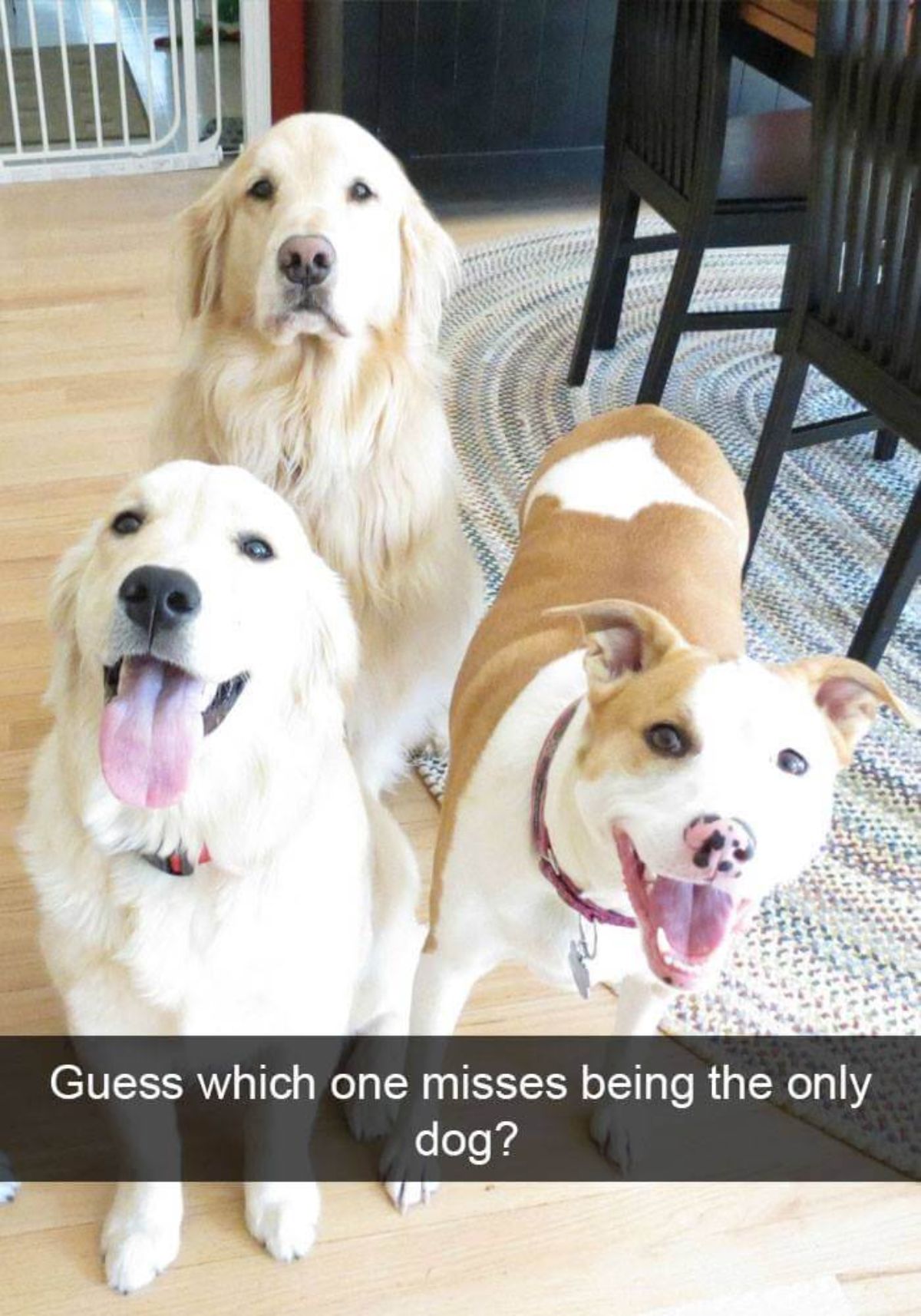 2 golden retrievers and a brown and white dog with 1 golden retriever at the back looking grumpy with a caption saying guess which one misses being the only dog?