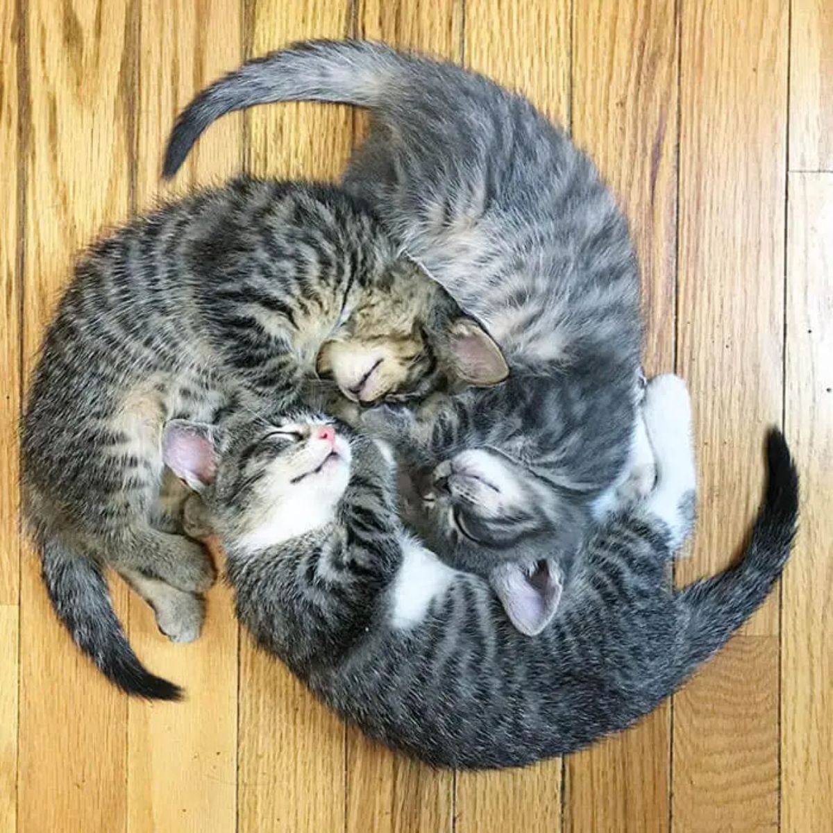 2 grey and white tabby kittens sleeping on wooden floor in a circle