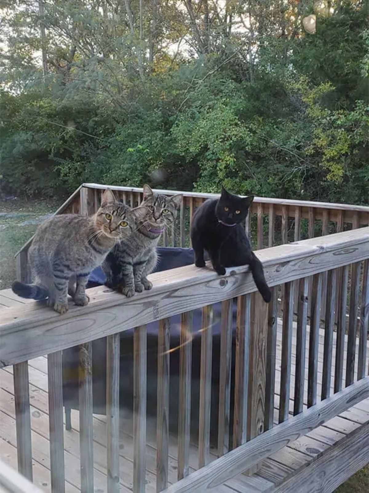 2 grey tabby cats and a black cat sitting on a wooden balcony post and looking into the house