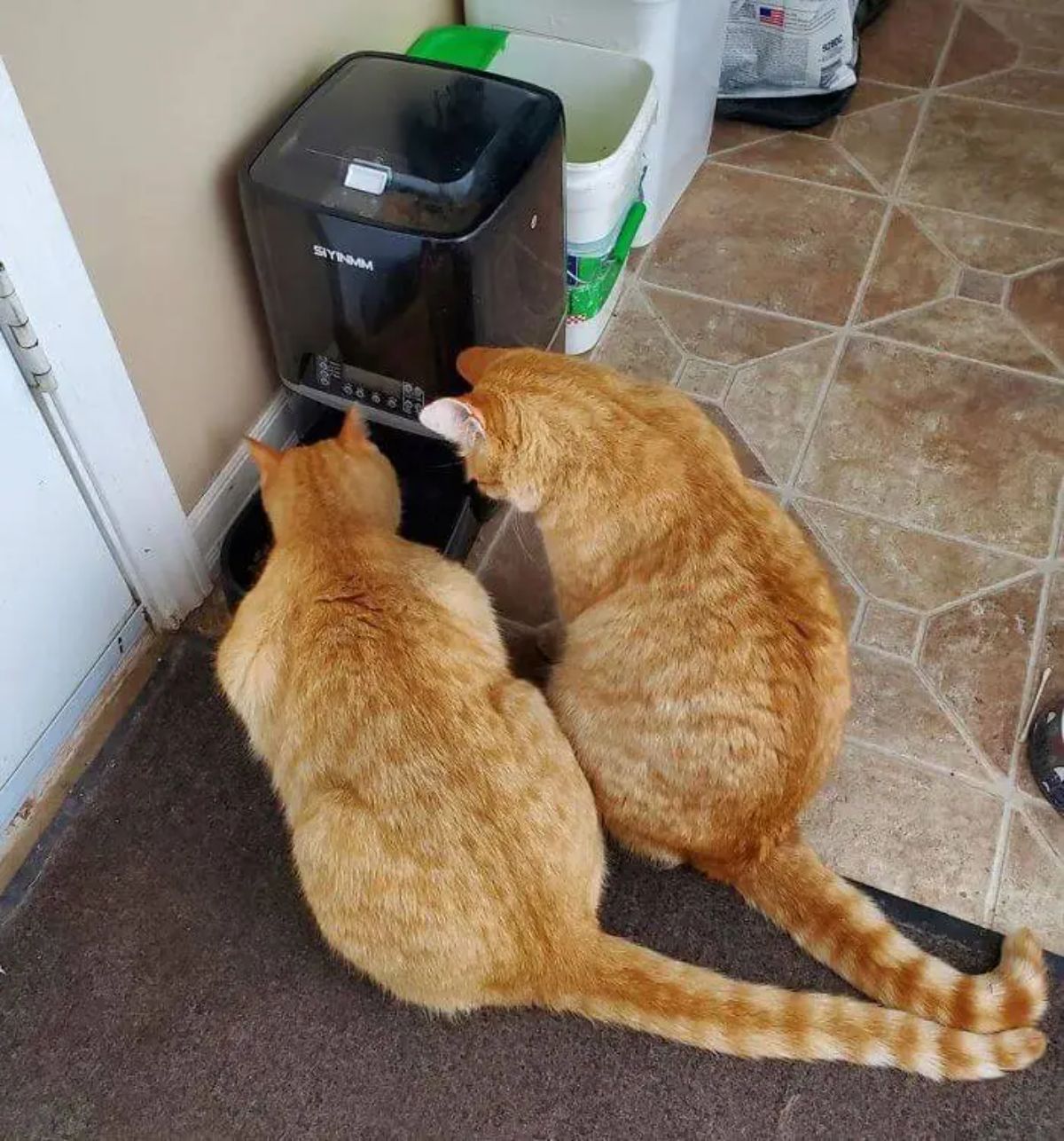 2 orange cats inside a house staring intently at an automatic cat food bowl