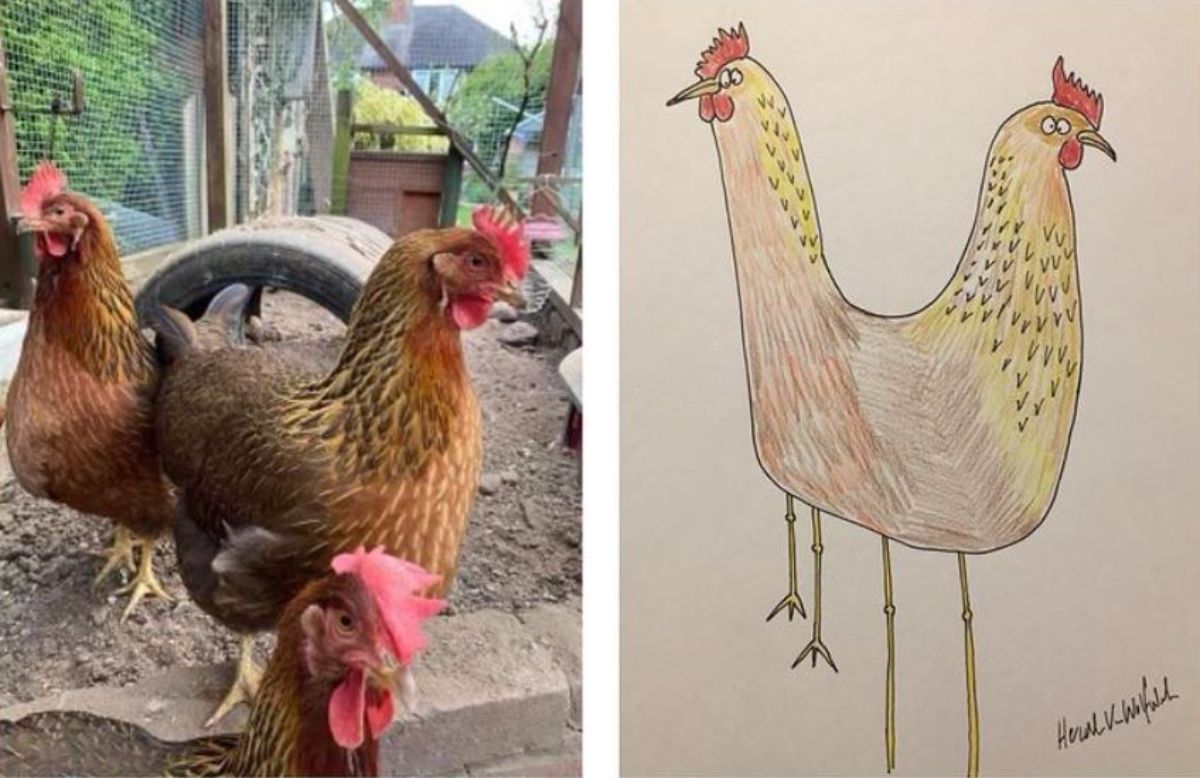 2 photo and cartoon images of 3 brown roosters