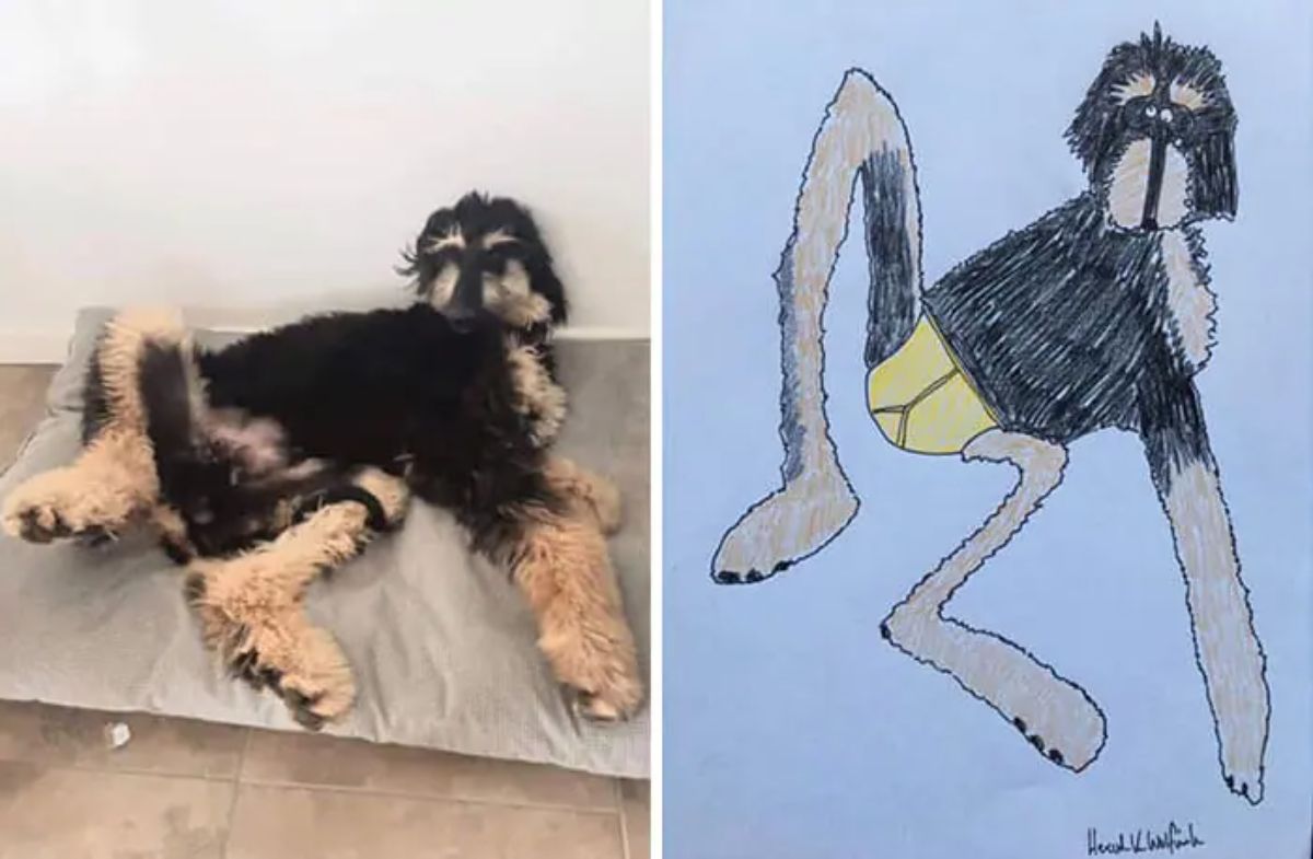 2 photo and cartoon images of a black and brown dog laying with the back legs splayed out