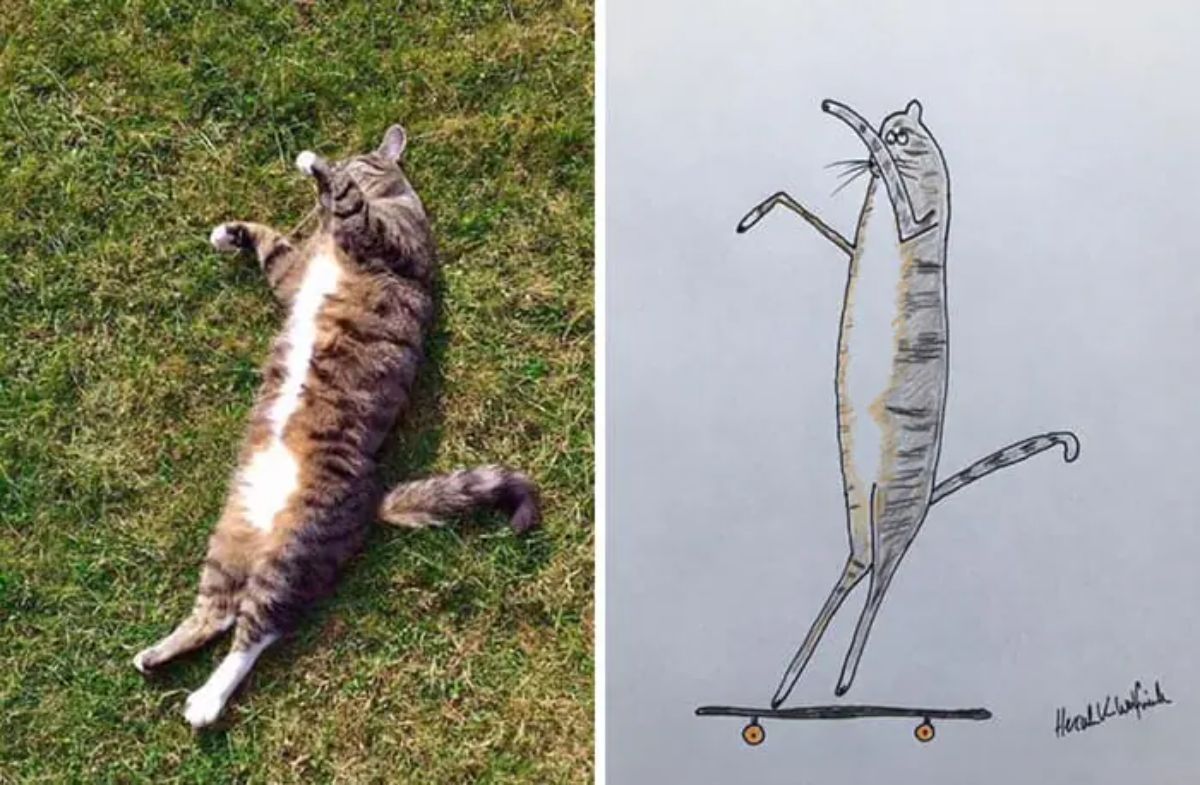 2 photo and cartoon images of a brown and white tabby cat laying sideways on grass