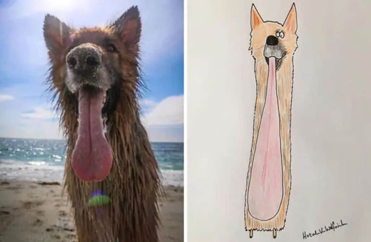 2 photo and cartoon images of a brown dog at the beach completely wet through with the tongue hanging out