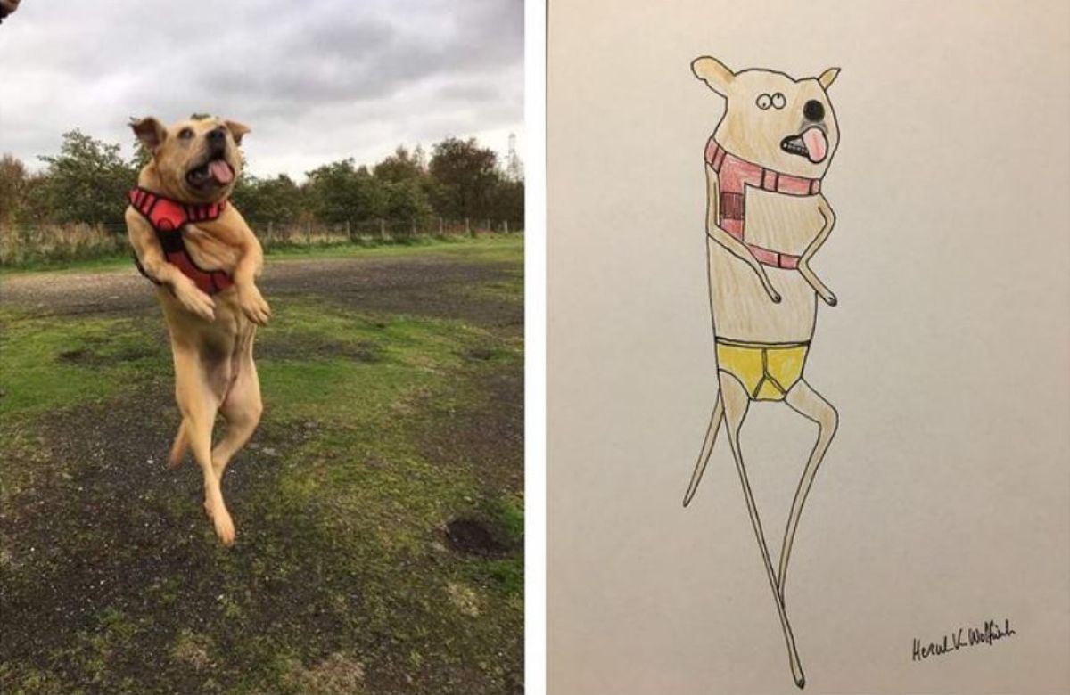 2 photo and cartoon images of a brown dog wearing a red and black harness jumping up