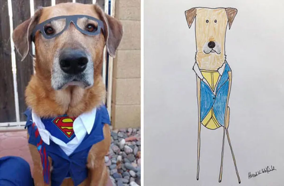2 photo and cartoon images of a brown dog wearing a superman suit and black glasses