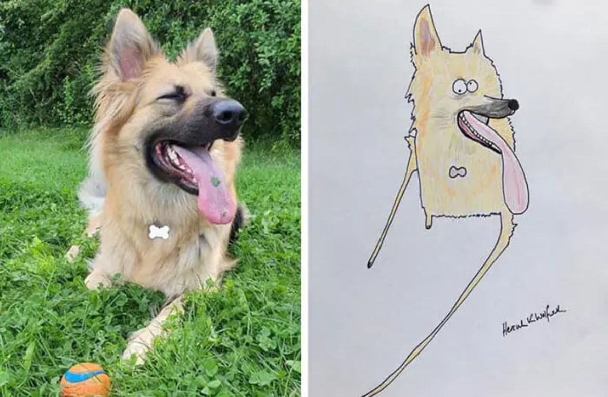 2 photo and cartoon images of a brown fluffy dog laying on grass with tongue sticking out