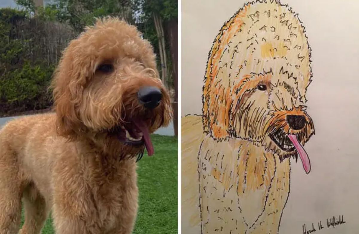 2 photo and cartoon images of a brown fluffy dog standing