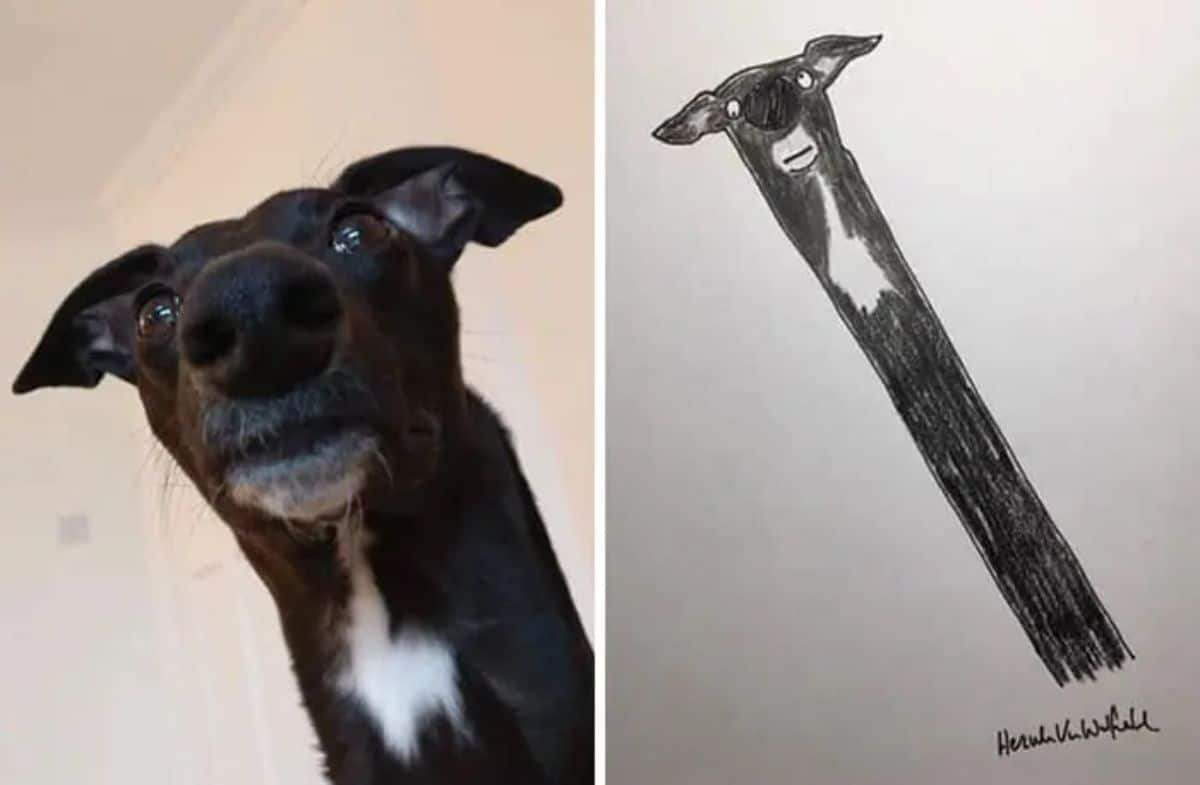 2 photo and cartoon images of a close up of a black and white dog