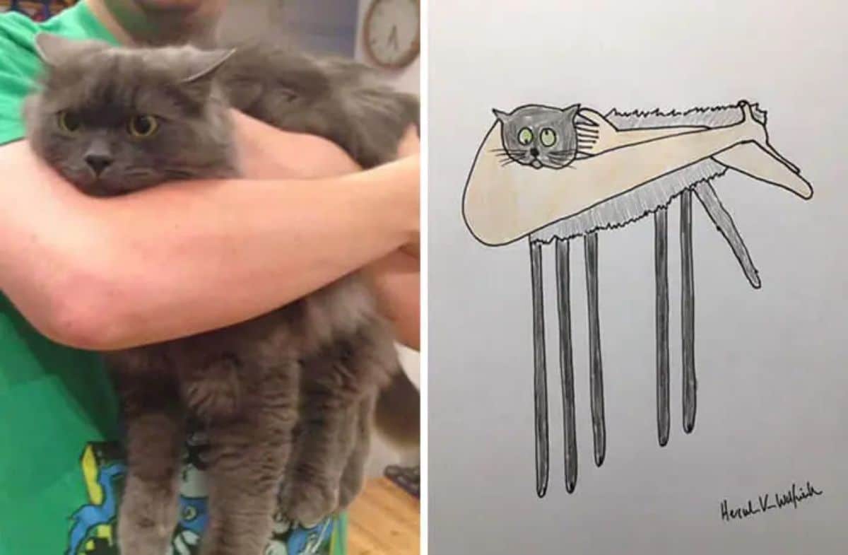 2 photo and cartoon images of a grey cat being held by someone