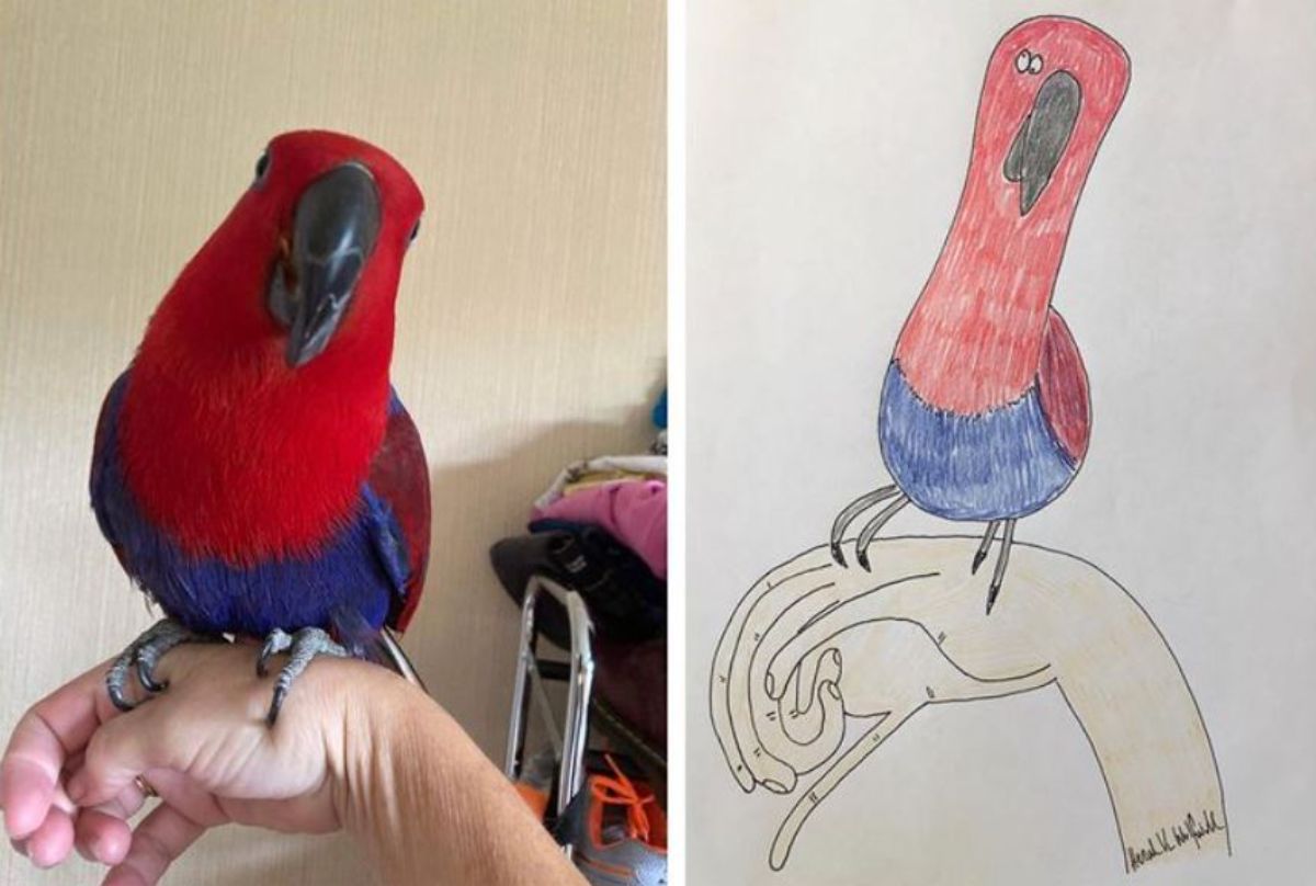 2 photo and cartoon images of a red and blue parrot perched on someone's hand