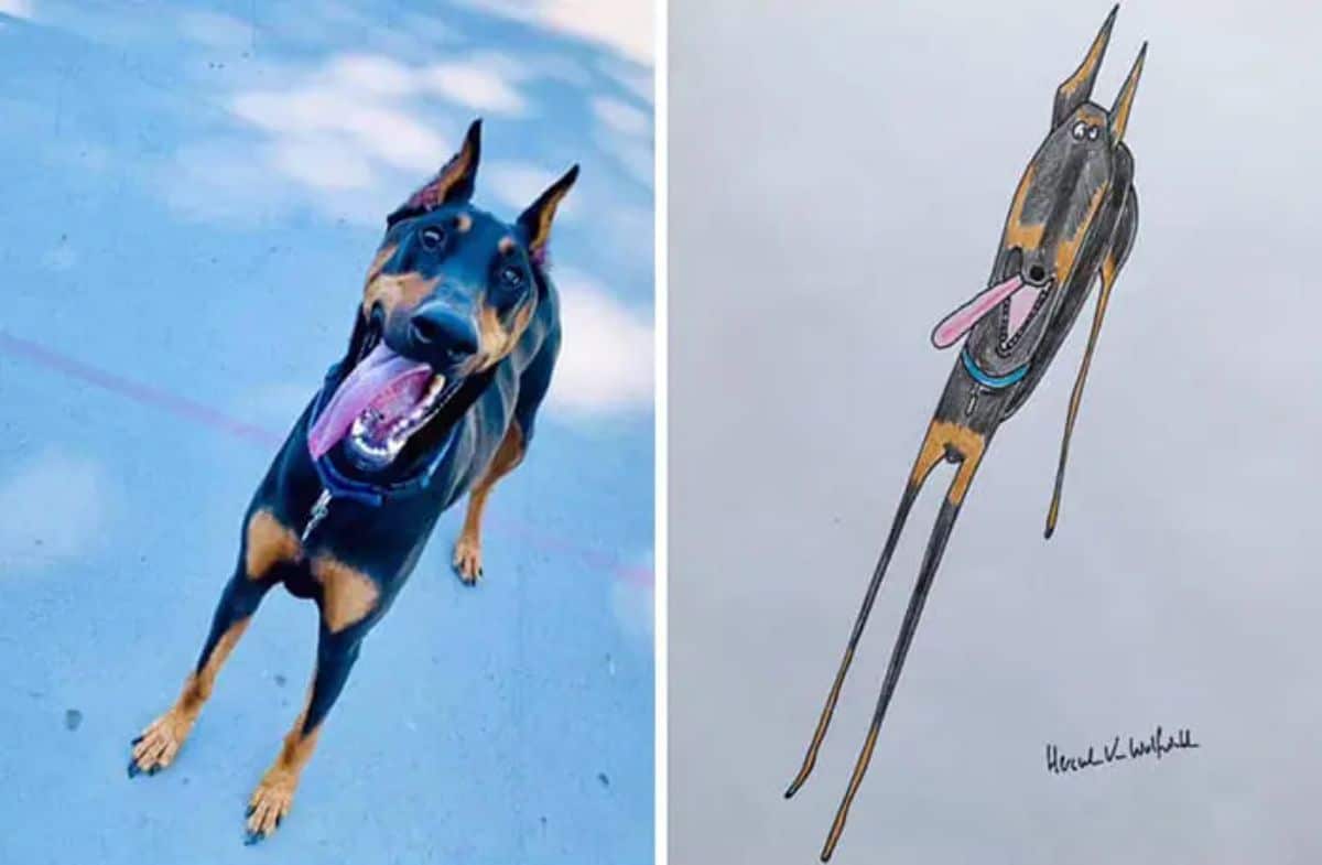 2 photo and cartoon images of a thin black and brown dog standing with the tongue hanging out