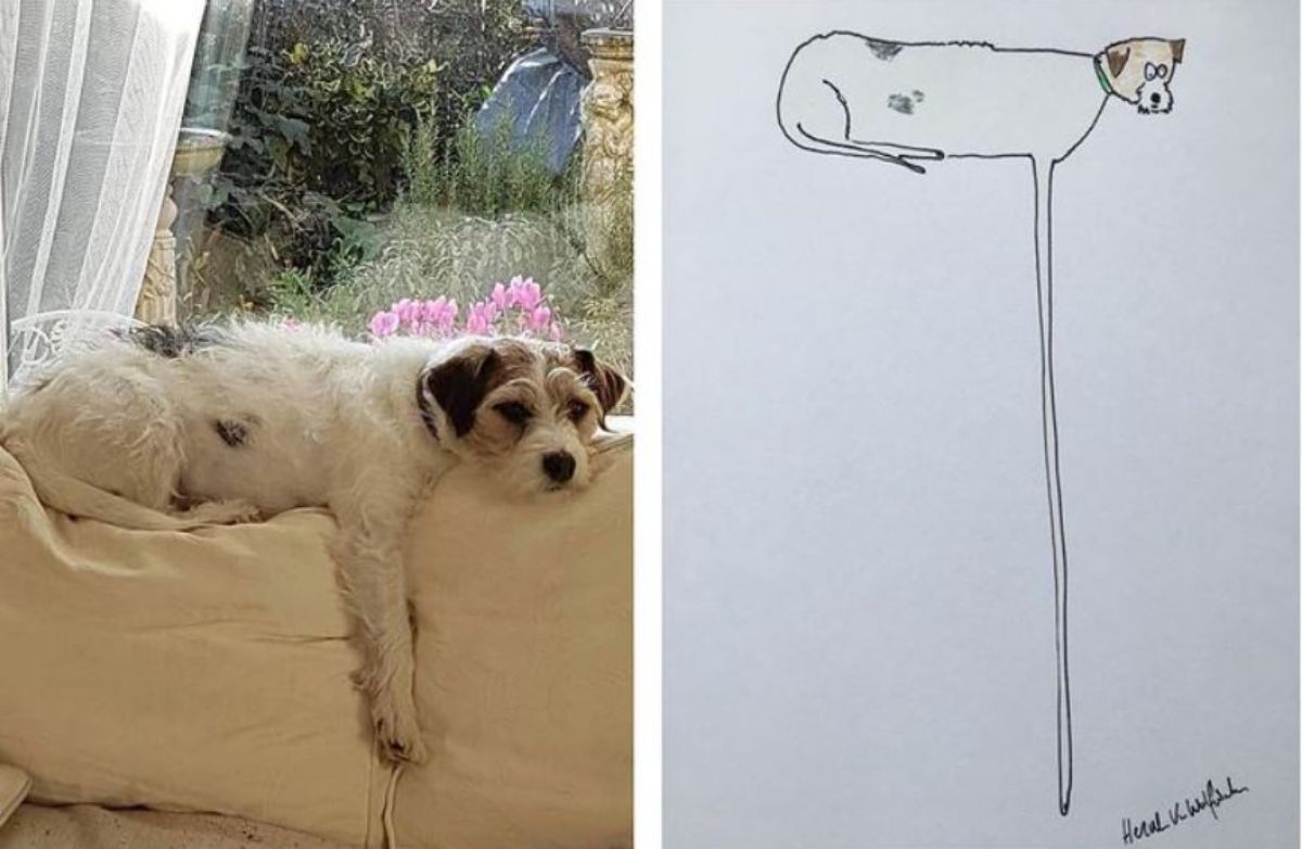 2 photo and cartoon images of a white and black fluffy dog laying on the top of a white sofa with one leg hanging down