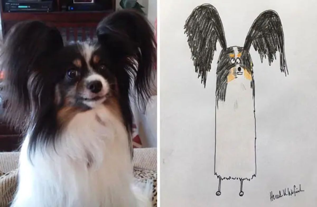 2 photo and cartoon images of a white black and brown fluffy dog