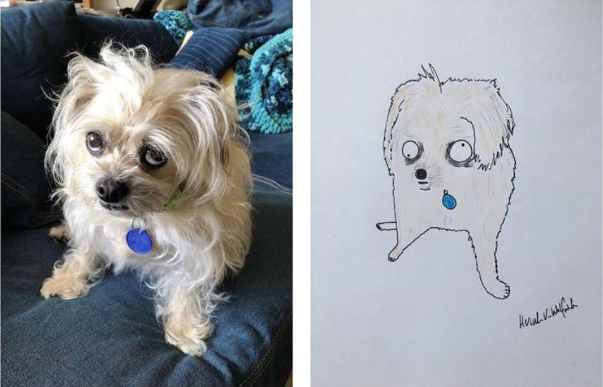 2 photo and cartoon images of a white fluff dog sitting on a blue sofa and looking up